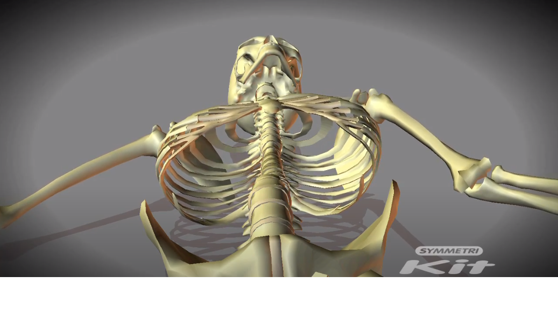 Spinal cord skeleton.