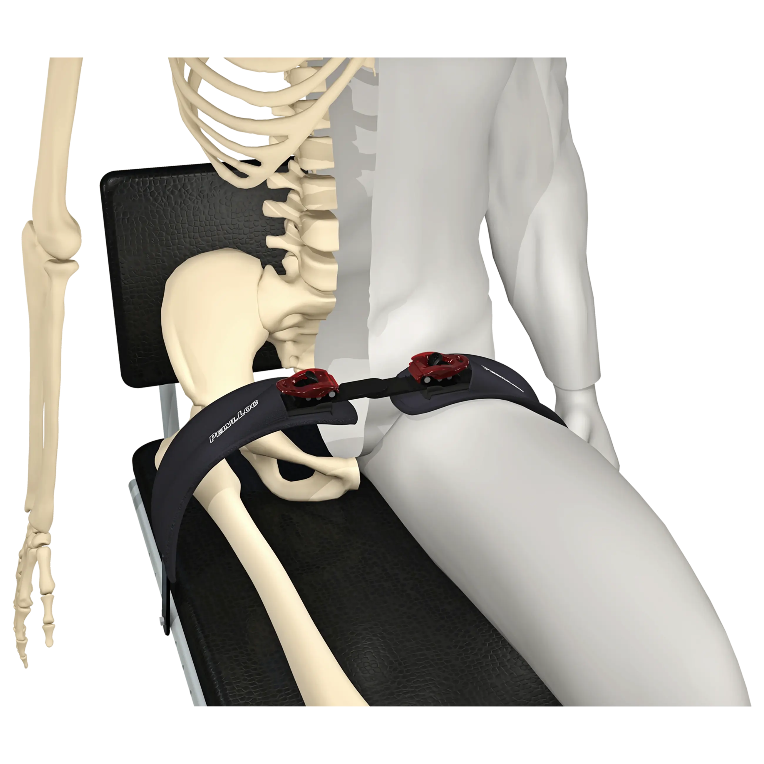 webp-Pelvi-Loc-Skeleton-1-medium