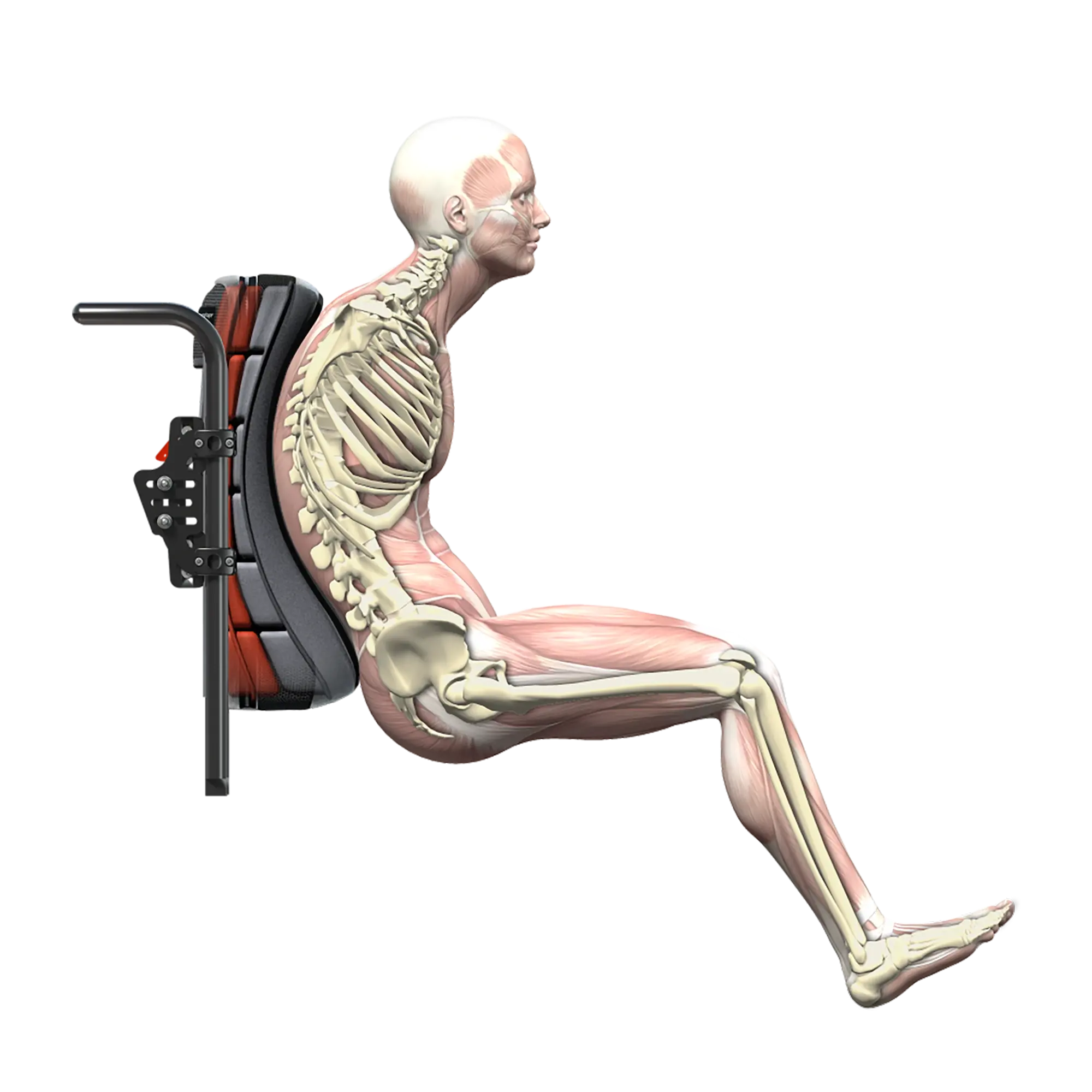 webp-Spex-SuperShape-Render-Kyphosis