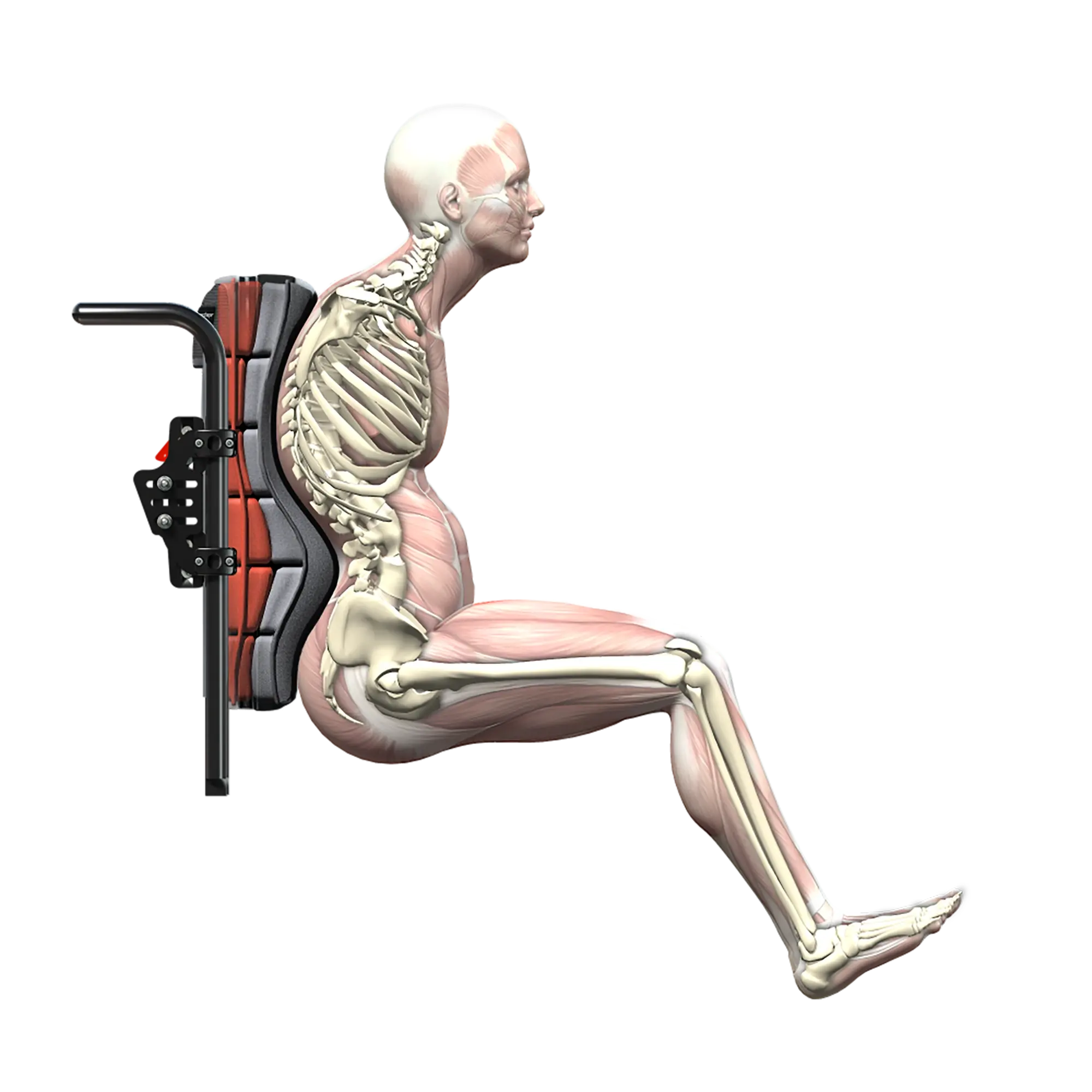 webp-Spex-SuperShape-Render-Lordosis